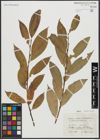 Foto von Salix alba L. x Salix pentandra L.